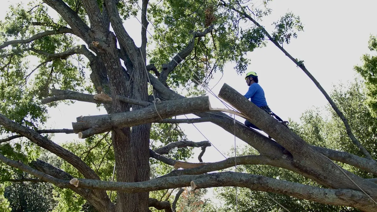 Professional Crown Thinning performed by certified arborists in Kamas